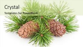  Presentation with cedar - Cool new PPT theme with volatility - cedar cones with branch backdrop and a soft green colored foreground