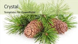  Presentation with cedar - Slides enhanced with volatility - cedar cones with branch background and a soft green colored foreground