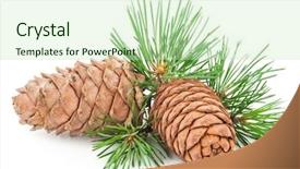  Presentation with pine cone - Cool new presentation theme with volatility - siberian pine cone with branch backdrop and a soft green colored foreground