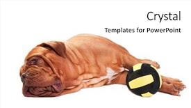  Presentation with tired runner - Audience pleasing presentation theme consisting of volleyball basketball action - dogue de bordeaux tired backdrop and a white colored foreground