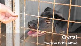  Presentation with animal shelter - Cool new theme with feeding dog at animal shelter backdrop and a violet colored foreground