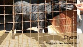  Presentation with animal shelter - PPT theme consisting of feeding dog at animal shelter background and a coral colored foreground