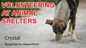  Presentation with homeless - Audience pleasing theme consisting of food rescue - concept of volunteering at animal backdrop and a light gray colored foreground