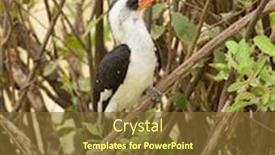  Presentation with tree - Colorful PPT theme enhanced with von-der-decken-s-hornbill backdrop and a tawny brown colored foreground