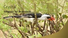  Presentation with tree - PPT theme having von-der-decken-s-hornbill background and a yellow colored foreground