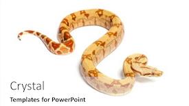  Presentation with brown sugar isolated on white - Theme consisting of vpi-sunglow-het-anery-boa background and a white colored foreground