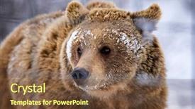  Presentation with brown bear baby shoes - PPT theme featuring vulnerability natural - carpathian brown bear in snowy background and a tawny brown colored foreground
