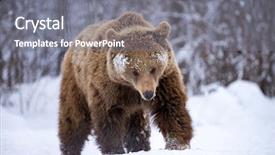  Presentation with brown bear - Cool new PPT layouts with vulnerability natural - carpathian brown bear in snowy backdrop and a gray colored foreground