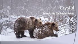  Presentation with brown bear baby shoes - Amazing PPT theme having vulnerability natural - carpathian brown bear in snowy backdrop and a gray colored foreground