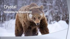  Presentation with brown bear - Slide set consisting of vulnerability natural - carpathian brown bear in snowy background and a gray colored foreground
