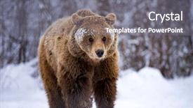  Presentation with brown bear baby shoes - PPT theme with vulnerability natural - carpathian brown bear in snowy background and a gray colored foreground