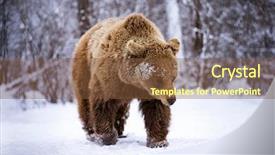  Presentation with brown bear - Colorful slide set enhanced with vulnerability natural - carpathian brown bear in snowy backdrop and a tawny brown colored foreground