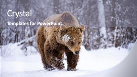  Presentation with brown bear - Slide deck having vulnerability natural - carpathian brown bear in snowy background and a gray colored foreground