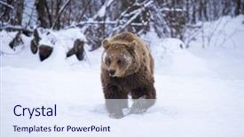  Presentation with brown bear baby shoes - Audience pleasing PPT theme consisting of vulnerability natural - carpathian brown bear in snowy backdrop and a sky blue colored foreground