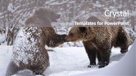  Presentation with brown bear - Slide set featuring vulnerability natural - carpathian brown bear in snowy background and a gray colored foreground