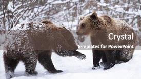  Presentation with brown bear - Cool new slide deck with vulnerability natural - carpathian brown bear in snowy backdrop and a tawny brown colored foreground
