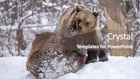  Presentation with brown bear - PPT theme enhanced with vulnerability natural - carpathian brown bear in snowy background and a gray colored foreground