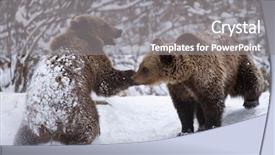  Presentation with brown bear - Presentation design consisting of vulnerability natural - carpathian brown bear in snowy background and a gray colored foreground