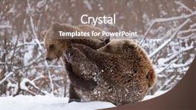  Presentation with brown bear - Colorful presentation design enhanced with vulnerability natural - carpathian brown bear in snowy backdrop and a gray colored foreground