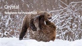  Presentation with brown bear - PPT theme having vulnerability natural - carpathian brown bear in snowy background and a  colored foreground