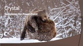  Presentation with brown bear - Audience pleasing slide set consisting of vulnerability natural - carpathian brown bear in snowy backdrop and a  colored foreground
