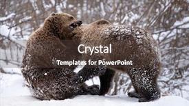  Presentation with brown bear baby shoes - Presentation design featuring vulnerability natural - carpathian brown bear in snowy background and a  colored foreground