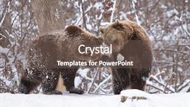  Presentation with brown bear - Cool new PPT theme with vulnerability natural - carpathian brown bear in snowy backdrop and a  colored foreground