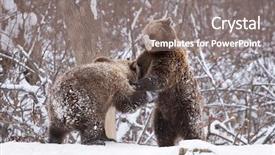  Presentation with brown bear - Slide set enhanced with vulnerability natural - carpathian brown bear in snowy background and a  colored foreground