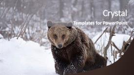  Presentation with brown bear - Amazing presentation design having vulnerability natural - carpathian brown bear in snowy backdrop and a  colored foreground
