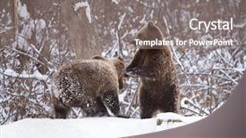  Presentation with brown bear - Beautiful slide set featuring vulnerability natural - carpathian brown bear in snowy backdrop and a  colored foreground