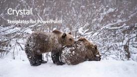  Presentation with brown bear baby shoes - Presentation design with vulnerability natural - carpathian brown bear in snowy background and a  colored foreground