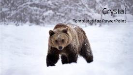  Presentation with brown bear - Colorful presentation theme enhanced with vulnerability natural - carpathian brown bear in snowy backdrop and a  colored foreground
