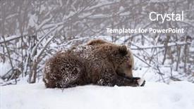  Presentation with brown bear - Presentation theme having vulnerability natural - carpathian brown bear in snowy background and a  colored foreground