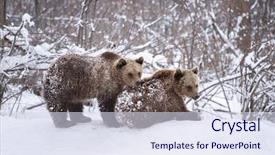  Presentation with brown bear - Audience pleasing presentation consisting of vulnerability natural - carpathian brown bear in snowy backdrop and a  colored foreground