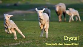  Presentation with nem spring roll - PPT layouts enhanced with vulnerability natural - cute lambs running on field background and a tawny brown colored foreground
