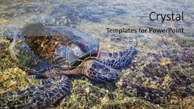  Presentation with hawaiian - Beautiful presentation theme featuring vulnerability natural - giant sea turtle on hawaiian backdrop and a light gray colored foreground