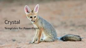  Presentation with cape town south africa - Cool new PPT theme with vulpes chama sitting kalahari desert backdrop and a mint green colored foreground