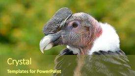  Presentation with april showers close up - Colorful presentation design enhanced with vulture - andean condor vultur gryphus close-up backdrop and a tawny brown colored foreground