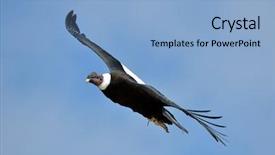 Presentation with flying - Cool new PPT theme with vulture - andean condor vultur gryphus flying backdrop and a light blue colored foreground