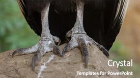  Presentation with safari park beautiful wildlife animal - Cool new slide deck with vulture - andean condor vultur gryphus wildlife backdrop and a gray colored foreground