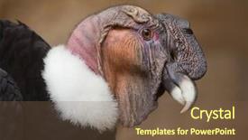  Presentation with climate vegetation and wildlife - Theme enhanced with vulture - andean condor vultur gryphus wildlife background and a tawny brown colored foreground