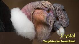  Presentation with save wildlife - Amazing presentation theme having vulture - andean condor vultur gryphus wildlife backdrop and a tawny brown colored foreground