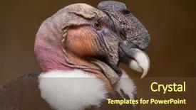  Presentation with wildlife - Beautiful theme featuring vulture - andean condor vultur gryphus wildlife backdrop and a tawny brown colored foreground