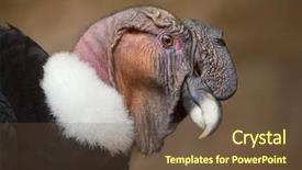  Presentation with wildlife - Amazing presentation having vulture - andean condor vultur gryphus wildlife backdrop and a tawny brown colored foreground