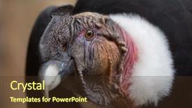  Presentation with wildlife - Amazing theme having vulture - andean condor vultur gryphus wildlife backdrop and a tawny brown colored foreground