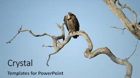  Presentation with serengeti africa - Colorful presentation enhanced with vulture perched in tree backdrop and a light blue colored foreground