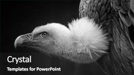  Presentation with black death disease - Audience pleasing PPT theme consisting of vulture portrait on black background backdrop and a dark gray colored foreground