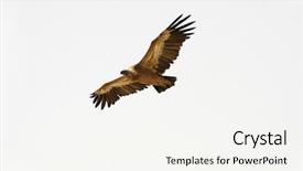  Presentation with soaring - Slide set with vulture soaring sede boker desert background and a sky blue colored foreground
