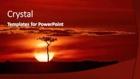  Presentation with tree silhouette - PPT theme with vultures-in-silhouette-perched background and a crimson colored foreground