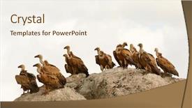  Presentation with rock - Slides with vultures on a big rock background and a sky blue colored foreground